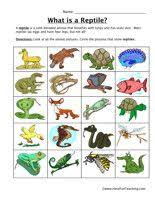 33 Best Science Animal Groupings Images Animal