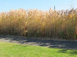 Image result for Phragmites