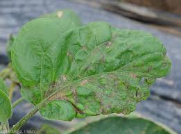 Image result for Pseudovigna