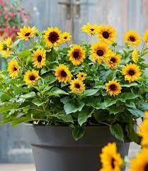 Balkon Sonnenblume Sunbelievable 1 Pflanze Gunstig Online Kaufen Mein Schoner Garten Shop Sonnenblumen Pflanzen Balkon Pflanzen
