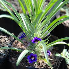 Image result for Aptosimum procumbens