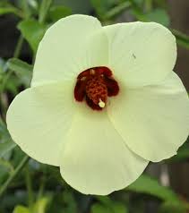 Image result for Hibiscus physaloides