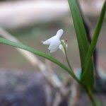 Image result for Polystachya hastata