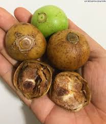 Image result for Vangueria vestita