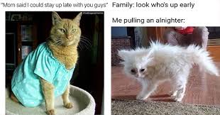 When you have been working for what seemed like more than a week and you impatiently wait for friday to come to enter the weekend with lots of planned activities coming, suddenly your boss says you need to come for saturday to complete the pending works. I Can Has Cheezburger Caturday Page 5 Funny Animals Online Cheezburger