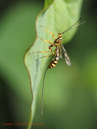 オナガバチの産卵風景 | 東京お気楽カメラ