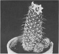 I'm afraid i'm not giving it good care if it's not identified. The Fantastic Clan The Cactus Family