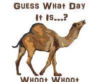 He was one of the workers for geico commercials and kept annoying brooklyn t. Hump Day Camel Pictures Photos Images And Pics For Facebook Tumblr Pinterest And Twitter