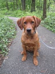 My Fox Red Lab Named Keegan He S My Everything 3 Fox Red Labrador Cute Animals Puppies And Kitties