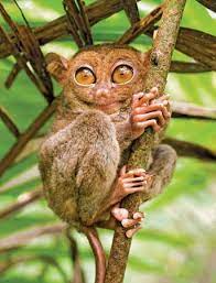 Tarsier Primate Tarsier Animals Wild Primates