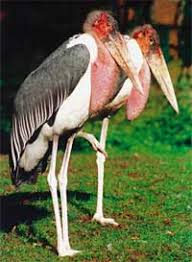 Risultati immagini per marabu