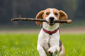 Why Do Dogs Eat Sticks: 4 Reasons Behind This Odd Behavior