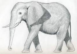 How To Draw An Elephant Elephant Drawing Elephant Sketch Elephant Drawing Pictures