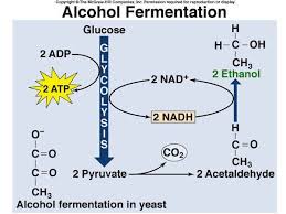 Cellular Respiration Fermentation Biology Teaching Biology Biology Resources