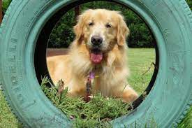 Maybe you would like to learn more about one of these? Meet The Dog Who Offers Hugs For Free Team Barking