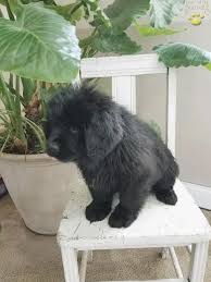 Find newfoundlands for sale in pittsburgh on oodle classifieds. Rosie Newfoundland Puppy For Sale In Port Royal Pa Happy Valentines Day Happyvalentinesday2016i
