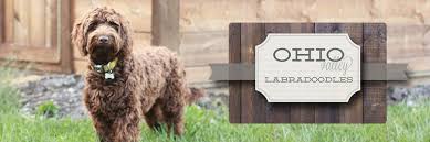 For questions about our puppies for sale, our stud services, or general information, please contact us using the form below. Labradoodle Puppies For Sale Ohio Valley Labradoodles Labradoodle Puppies For Sale Labradoodle Labradoodle Puppy