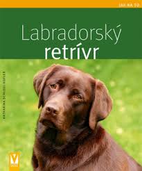 Image result for labrador retrívr