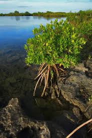 Image result for Rhizophora