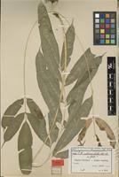 Image result for Coniogramme africana