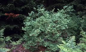 Image result for Vaccinium stanleyi
