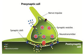 biopsychology synaptic transmission psychology tutor2u