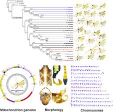 Image result for Marsdenia schimperi