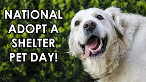 We did not find results for: It S National Adopt A Shelter Pet Day