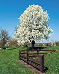 Pyrus calleryana 'bradford' certainly has its negatives but its berries being poisonous is not one of them. All About Grafting Fruit Trees Bradford Pear Tree Grafting Fruit Trees Ornamental Pear Tree