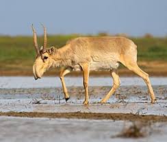 Animal, animale dispărute, faună, romania. Antilopa Saiga Wikipedia