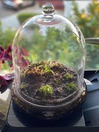 I Planted My First Bog Terrarium Of Carnivorous Plants Indoorgarden
