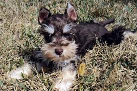 National puppy day brings attention to the love and affection puppies offer and to encourage puppy adoption. As Seen On Sa Live Tuesday March 23 2021