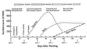 Advancing Cotton Educationgrowth And Development Of A Cotton