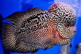 Flowerhorn Ikan Akuarium Binatang Ikan