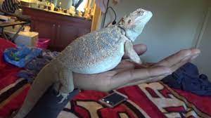 78 372 просмотра • 25 сент. 2 Month Bearded Dragon Update I Think He Might Be A German Giant Youtube