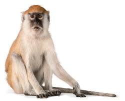 Monkey Definition And Meaning Collins English Dictionary We power thousands of translations daily for many smiling users around the world. monkey definition and meaning collins