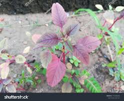 Image result for Amaranthus dubius