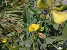Image result for Vigna luteola