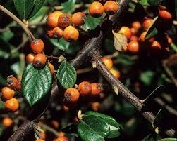 Image result for Cotoneaster franchetii
