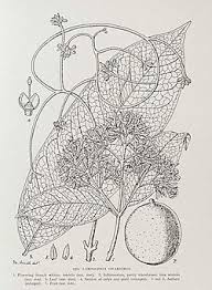 Image result for Landolphia owariensis