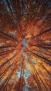 Iphone X Screensaver Iphone X Wallpapers Hd Ios12 New 12 Beautiful Iphone X Wallpapers Featuring Leave Fall Wallpaper Tumblr Autumn Wallpaper Hd Fall Wallpaper