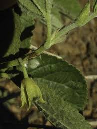 Image result for Grewia villosa