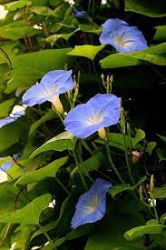 Blue Morning Glories By Kay Novy Blue Morning Glory Morning Glory Flowers Morning Glory