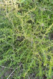 Image result for Asparagus radiatus