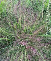Image result for Eragrostis caniflora