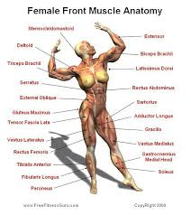 Muscles chart description muscular body woman. All Muscle On Body Front Anterior Muscles Of The Human Body Labelled Click And Start Learning Now Embersuicidegirlfreep68548