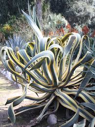 Image result for Agave americana