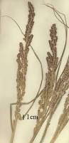 Image result for Echinochloa pyramidalis