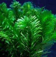 Amazon Com Pond Oxygenating Elodea Anacharis Bunch Plants Imported And Usda Approved Garden Outdoor Plants Aquatic Plants Pond Plants