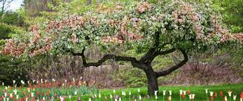 Maybe you would like to learn more about one of these? Plants Trees Zehrs Flowers And Landscaping